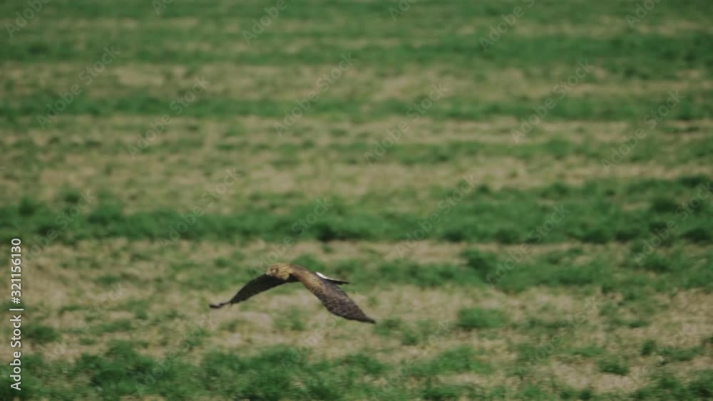 Northern Harrier Hawk bird soaring flying across grass field meadow hunting searching for prey in pacific northwest in slow motion Northern Harrier Hawk bird soaring flying across grass field meadow hunting searching for prey in pacific northwest in slow motion