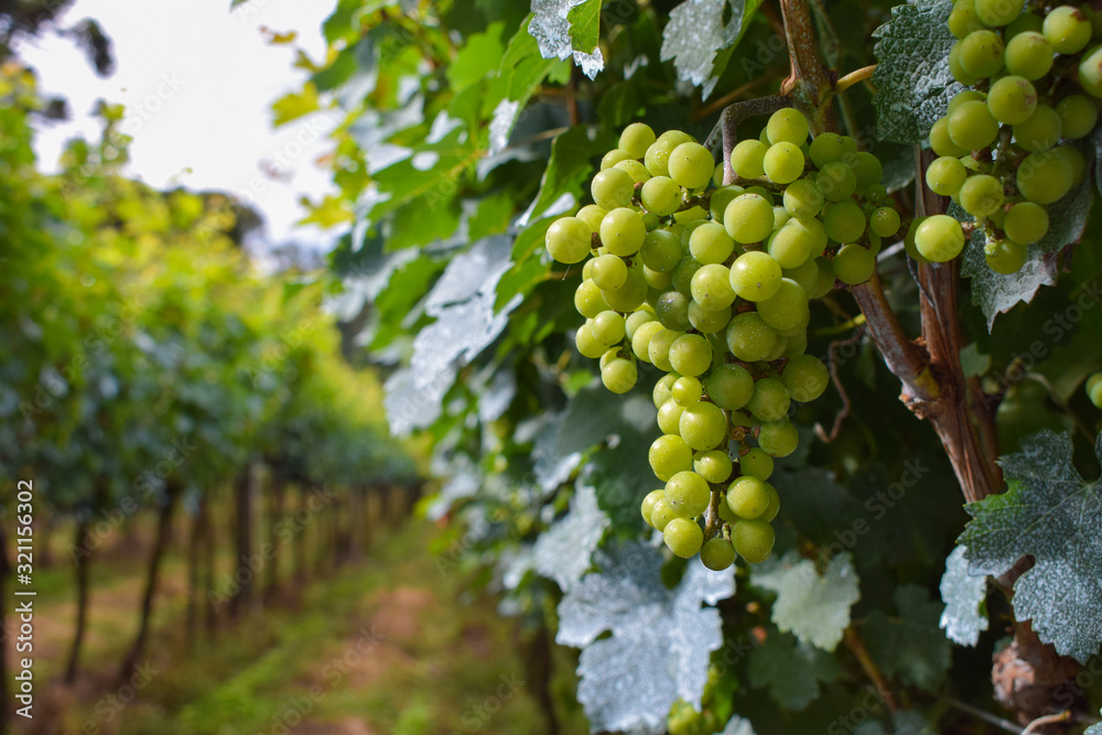 beautiful grape plantation with bunches of fruits