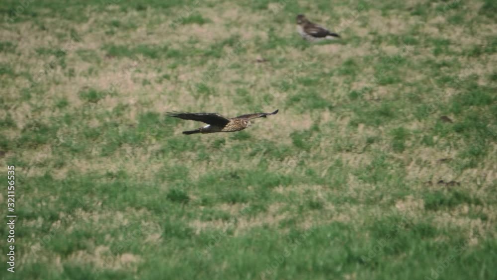 Northern Harrier Hawk bird soaring flying maneuvering left to right across grass field meadow hunting searching for prey in pacific northwest in slow motion Northern Harrier Hawk bird soaring flying maneuvering left to right across grass field meadow hunting searching for prey in pacific northwest in slow motion