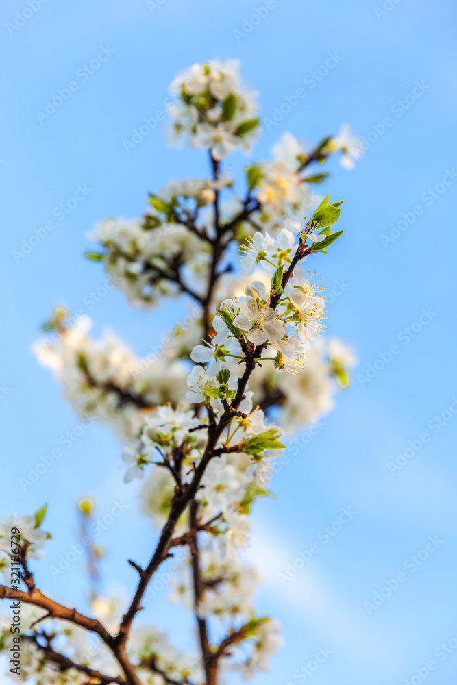 Beautiful white cherry blossom sakura flowers in spring time. Nature background with flowering cherry tree. Inspirational natural floral blooming garden or park. Pastel flower vintage art design. Beautiful white cherry blossom sakura flowers in spring time. Nature background with flowering cherry tree. Inspirational natural floral blooming garden or park. Pastel flower vintage art design.