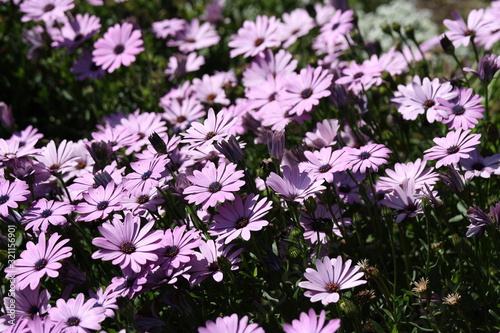 Beautiful blooming carpet of Aster