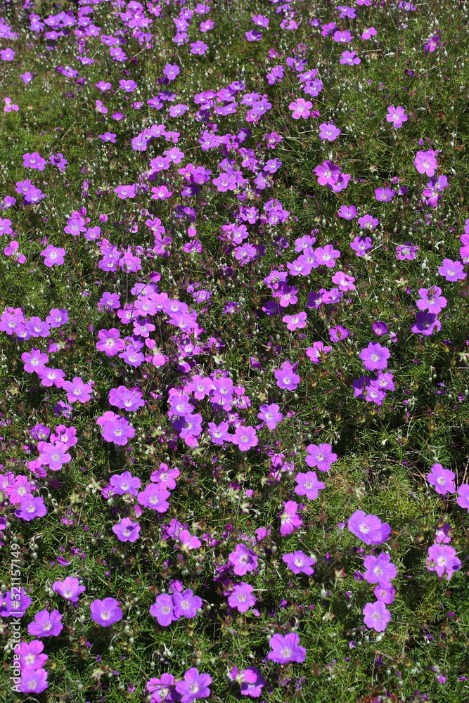 Beautiful Geranium himalayense in bloom Beautiful Geranium himalayense in bloom