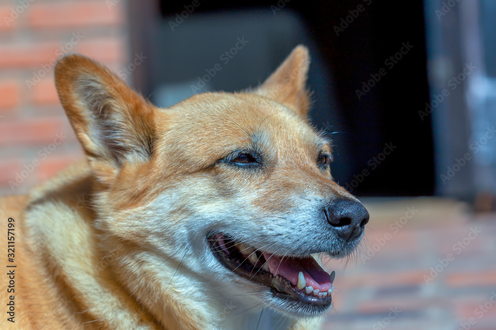 Close-up photography of a mongrel dog