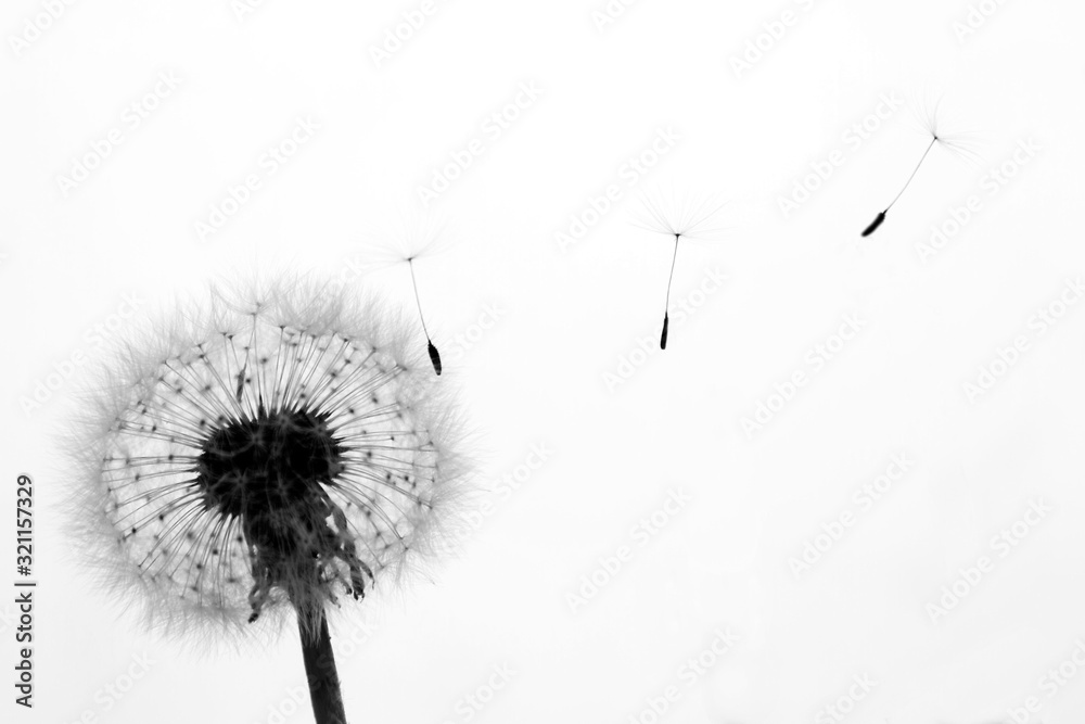 Silhouette of Dandelion with seeds blowing away