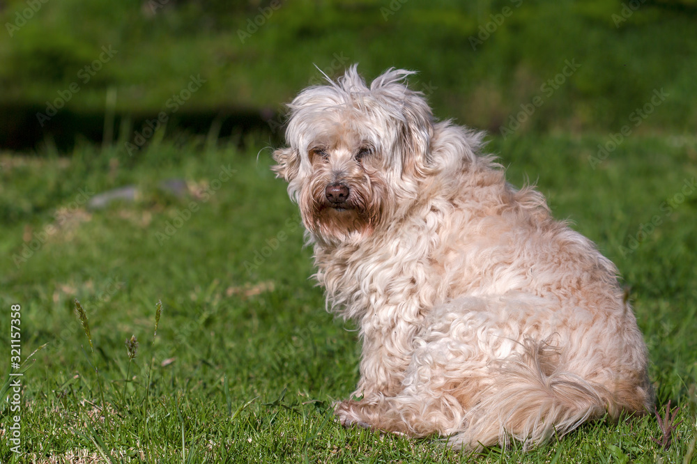 A little mongrel dog on a field of grass
