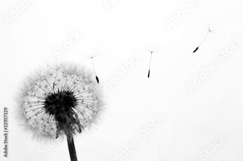 Fototapeta Naklejka Na Ścianę i Meble -  Silhouette of Dandelion with seeds blowing away
