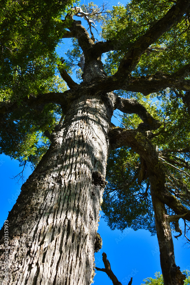 Fototapeta premium A legendary tree in the middle of the Valdivian jungle Argentina