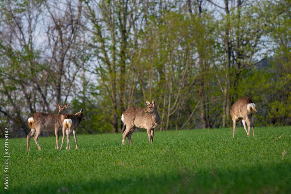 Naklejka premium 野生のシカの群れ 北海道