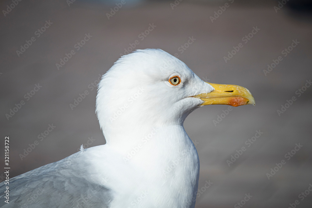 Seagull at the seaside. He walks on the ground looking around for food. There are plastic stools around. Seagull at the seaside. He walks on the ground looking around for food. There are plastic stools around.