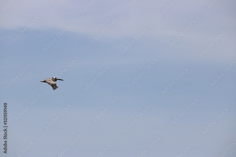 Fototapeta premium Pelican