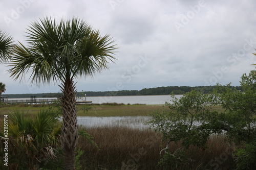 Palmetto Tree
