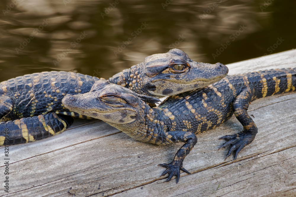 Fototapeta premium Alligator Babies 1