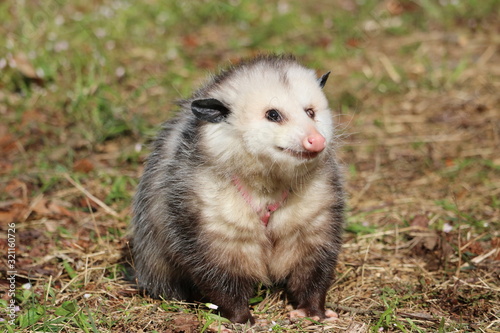 Rescued Opossum © Nick