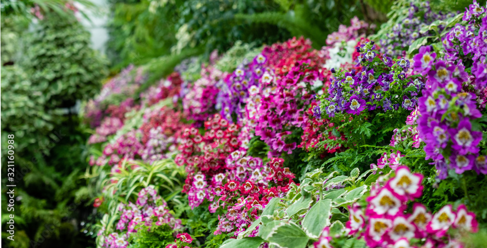 A Row of Schizanthus A Row of Schizanthus