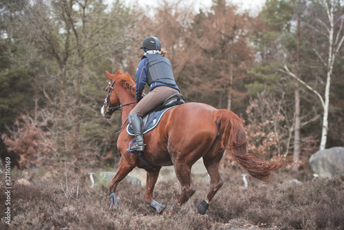 Reiterin galoppiert durch eine Heide im Geländetraining // Aufnahme von hinten © Talitha