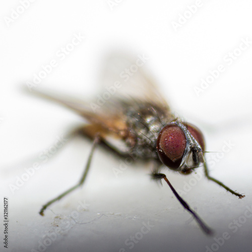 Macro shot of a common fly © Matthew
