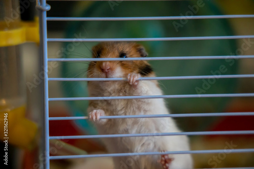 Cute golden hamster in cage asking for more food 1