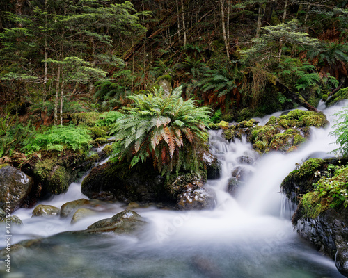 Fern and Waterfall in Kahurangi National Park, New Zealand.