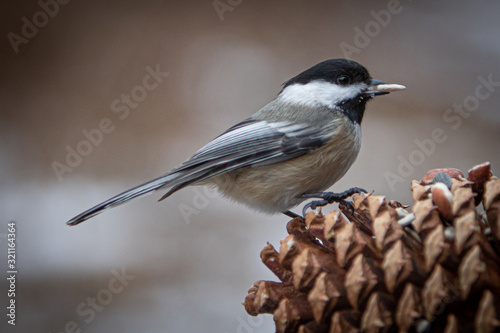 chickadee on pinecone