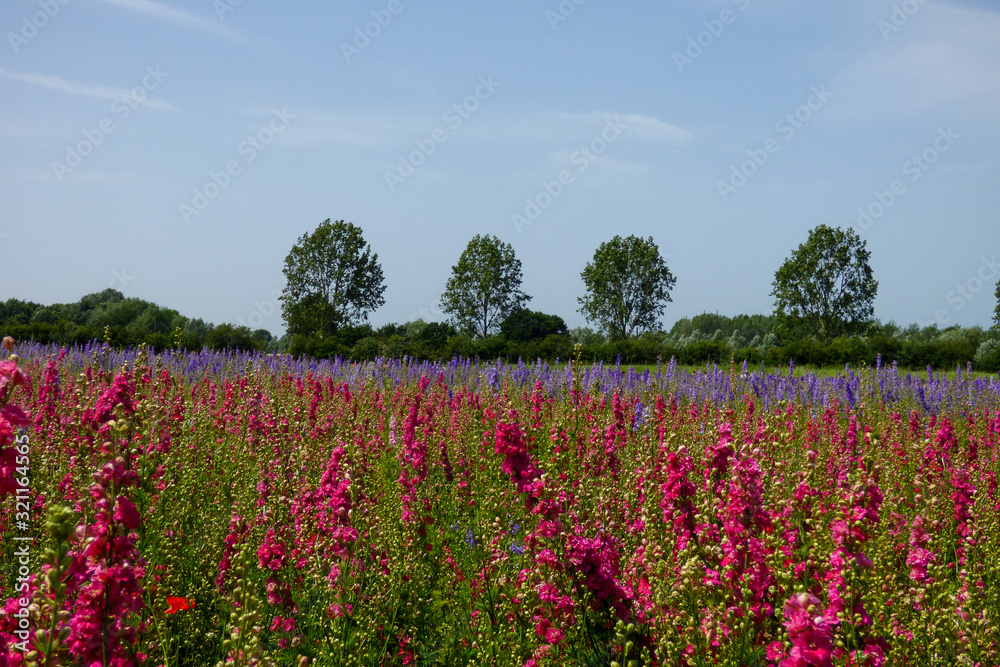 ENGLISH SUMMER FLOWERS