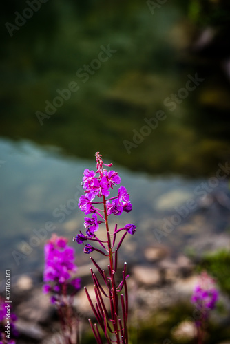 magenta wildflower with lake background