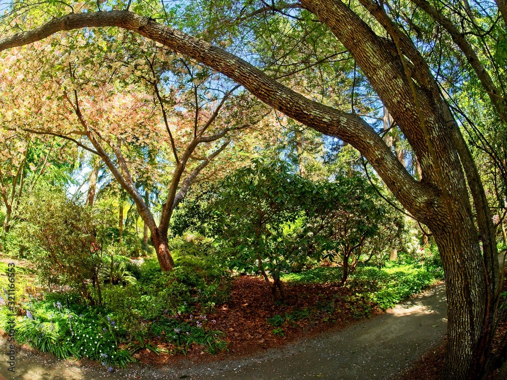Fototapeta premium Finnerty Gardens