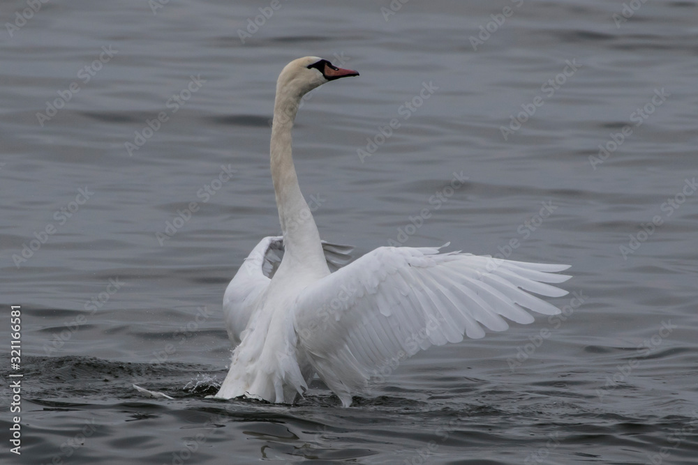 Fototapeta premium white swan on the lake