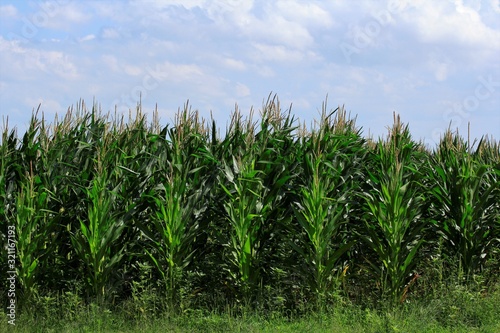 field of corn south of Sterling Kansas USA with blue sky.