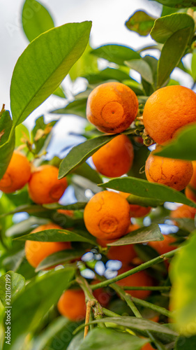 Árbol de mandarinas