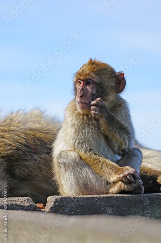 View of a wild Barbary Macaque monkey at the top of the Rock of Gibraltar