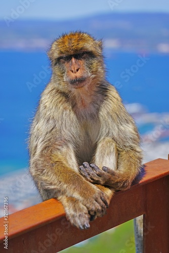 View of a wild Barbary Macaque monkey at the top of the Rock of Gibraltar © eqroy