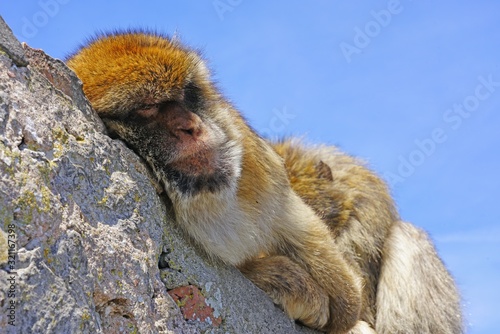 View of a wild Barbary Macaque monkey at the top of the Rock of Gibraltar