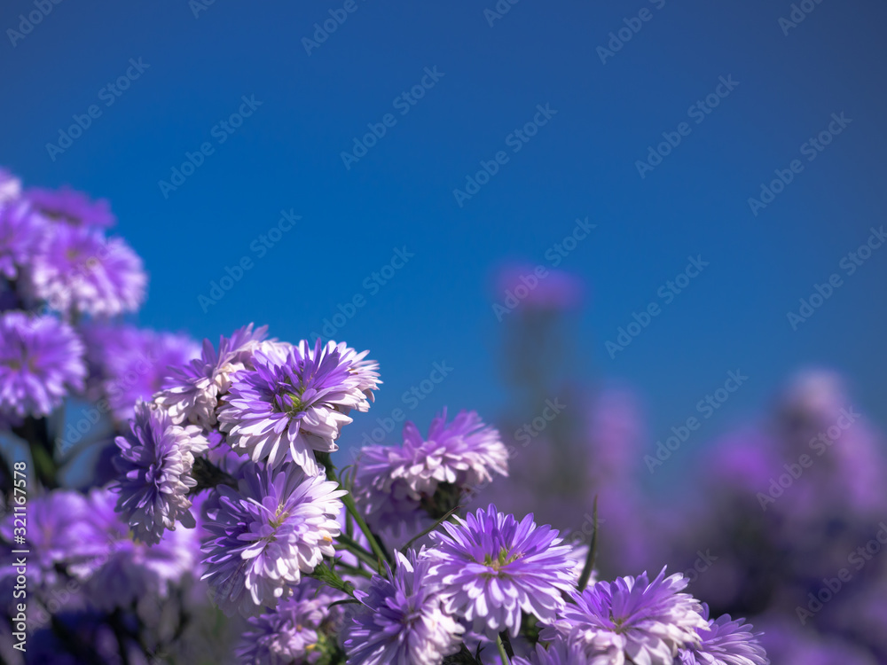Fototapeta premium Close up the Purple and White Marguerite flowers blooming in the garden nature and landscape backgrounds