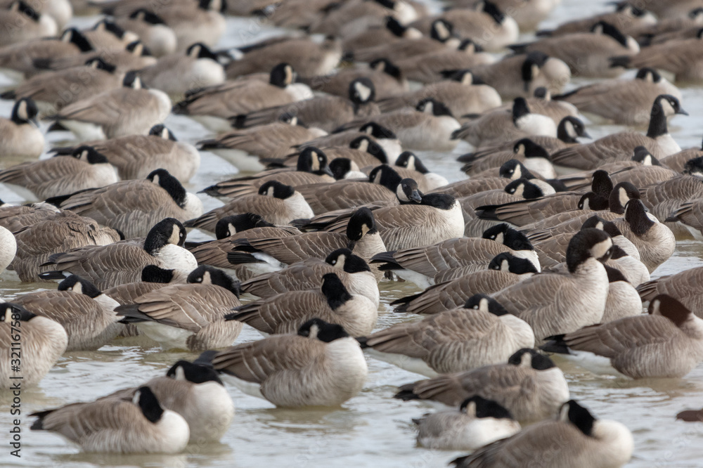flock of Canada geese in shallow water flock of Canada geese in shallow water