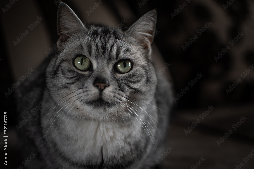 Portrait of a grey cat