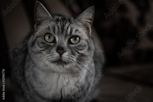 Portrait of a grey cat
