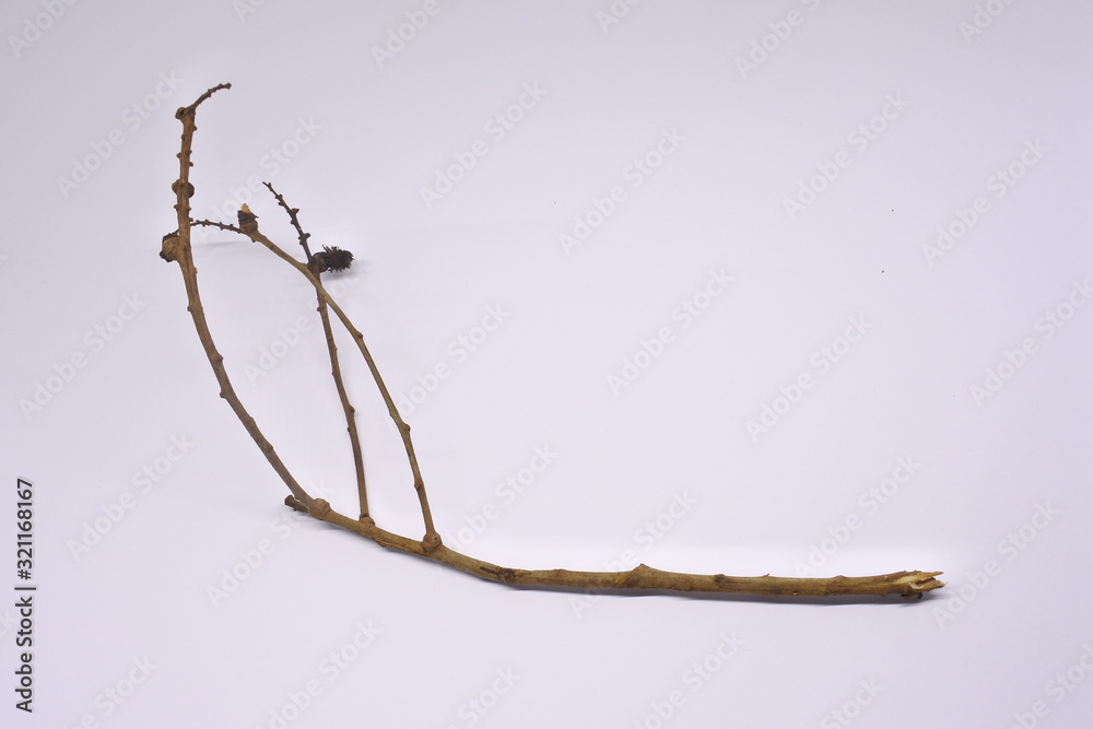 dried tree branches on white background. Part of single old and dead tree on white background. Dead tree isolated on white background. dried tree branches on white background. Part of single old and dead tree on white background. Dead tree isolated on white background.