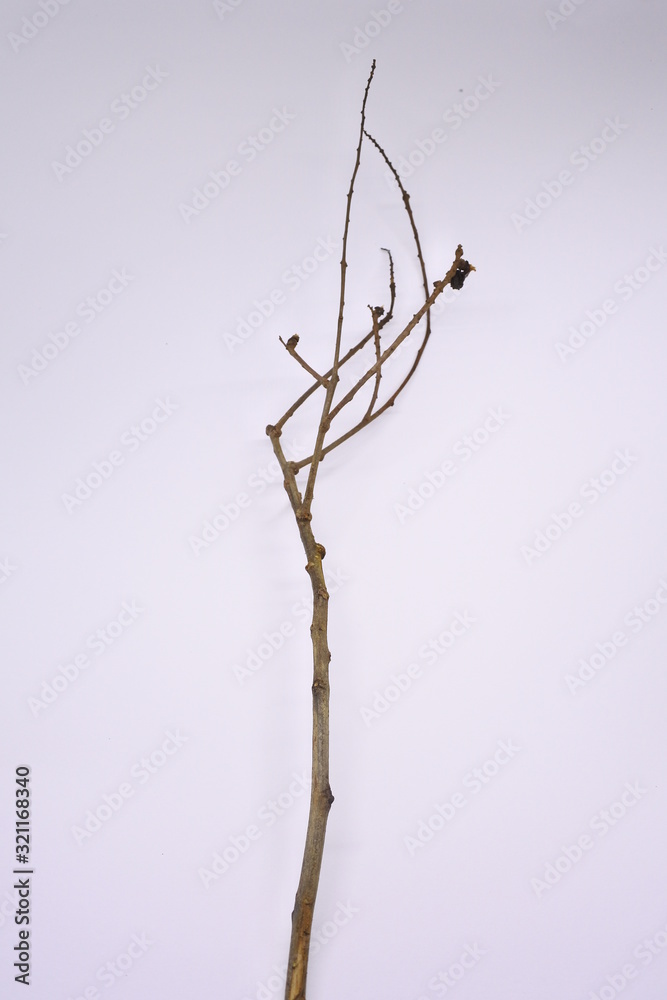 dried tree branches on white background. Part of single old and dead tree on white background. Dead tree isolated on white background. dried tree branches on white background. Part of single old and dead tree on white background. Dead tree isolated on white background.