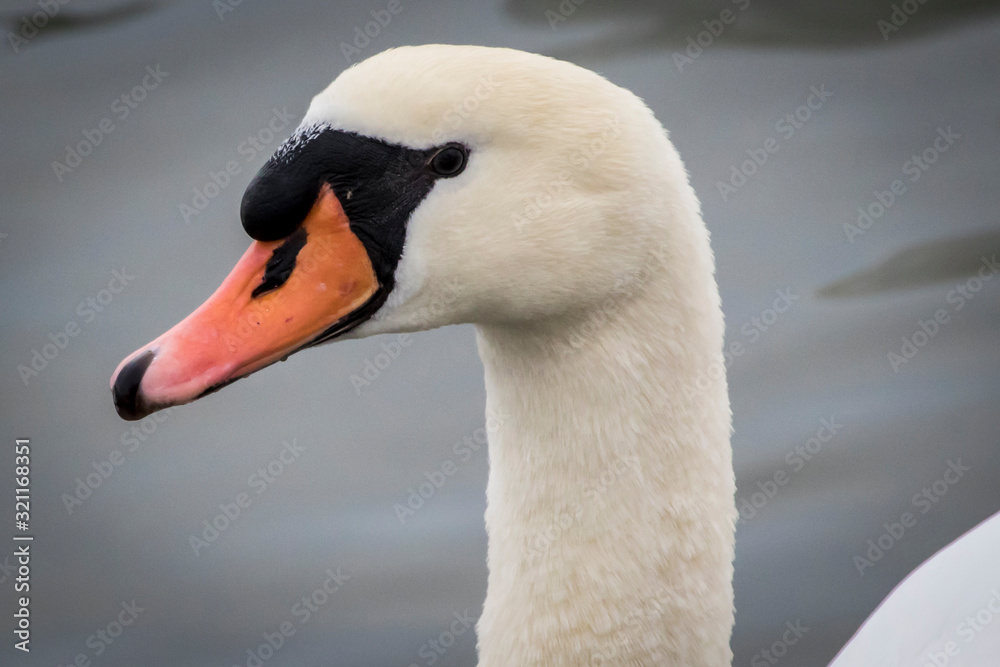 portrait of a swan portrait of a swan