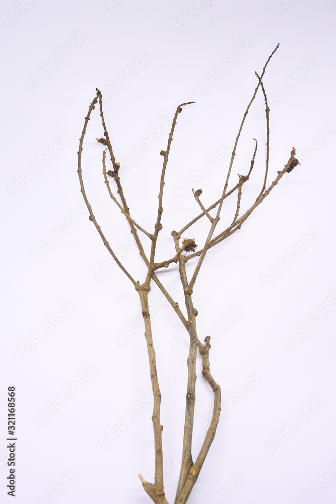 Fototapeta premium dried tree branches on white background. Part of single old and dead tree on white background. Dead tree isolated on white background.