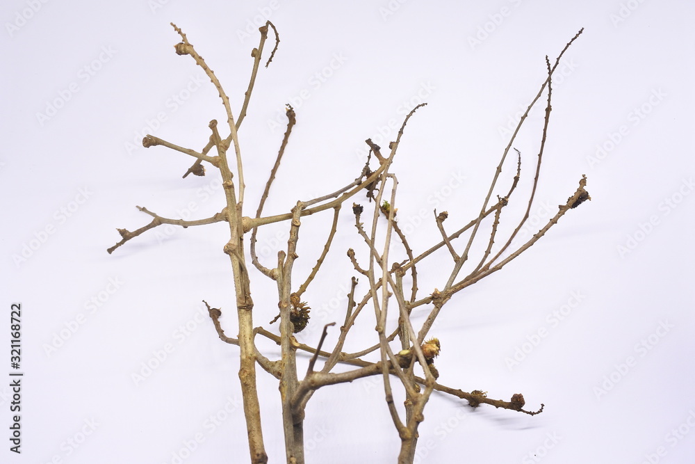 dried tree branches on white background. Part of single old and dead tree on white background. Dead tree isolated on white background. dried tree branches on white background. Part of single old and dead tree on white background. Dead tree isolated on white background.