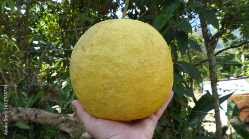 Bild auf Leinwand Limón gigante en una mano