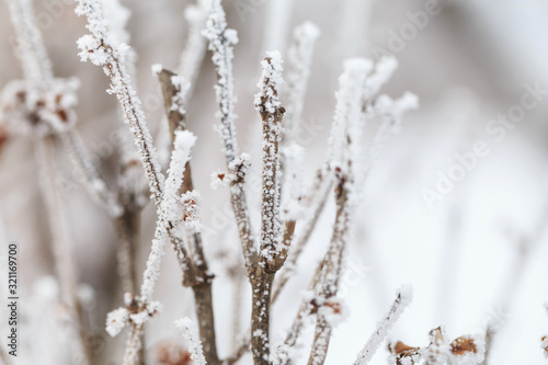 Plants covered with frost in winter © dong
