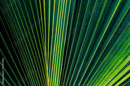 Palm tree leaf with its beautiful pattern