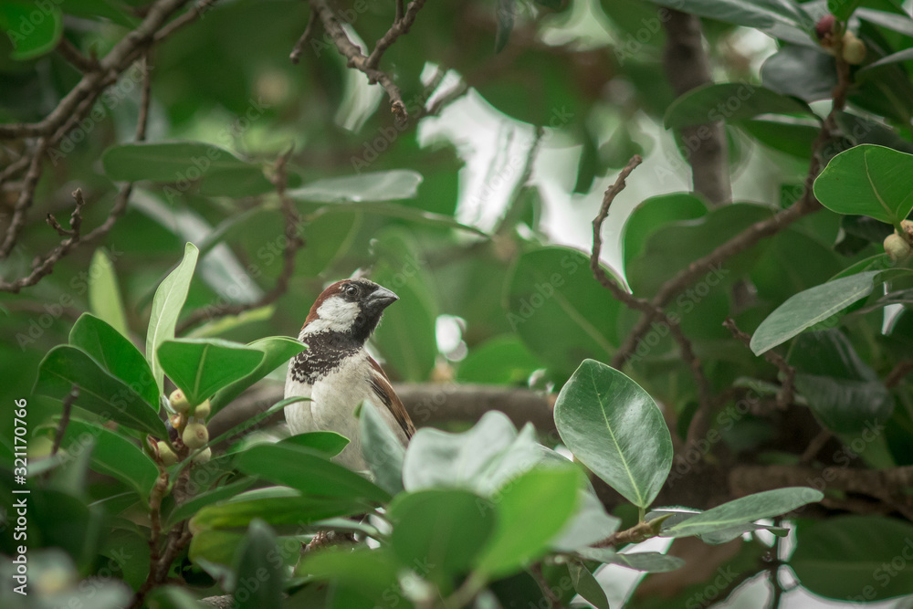 Bird in the garden.