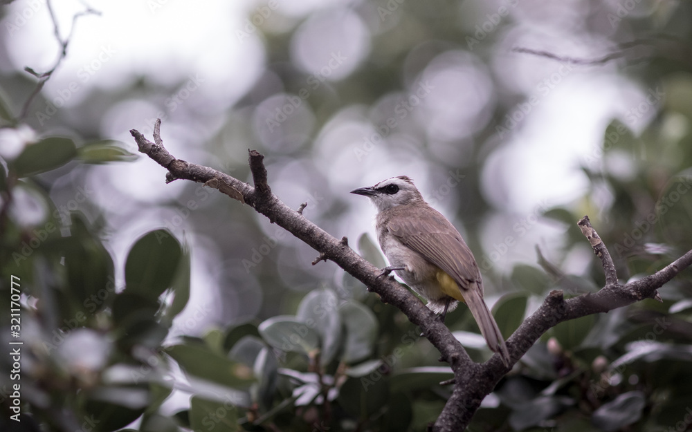 Bird in the garden.