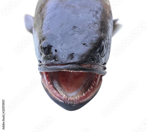 Giant Snakehead Fish Eye and Face Close up on White Background with clipping path. photo