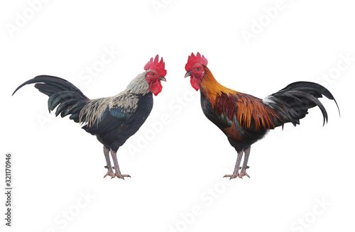 Two Rooster bantam or Hen,cock standing isolated on white background with clipping path
