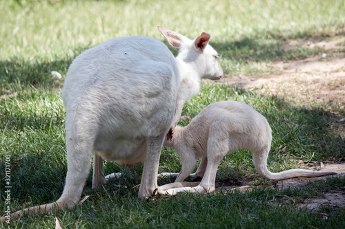 the albino western grey kangaroo is feeding her joey from her pouch