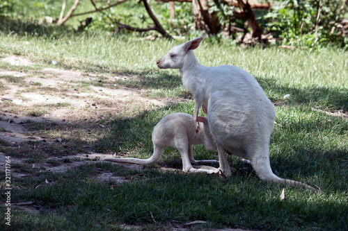 the albino western grey kangaroo is feeding her joey from her pouch